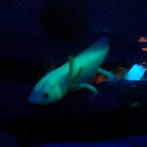 GFP leucistic axolotl under black light. My little buddy!