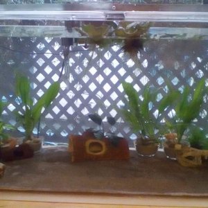 Added some plantings, in ramekins. Plant types now include java moss, java fern, narrow leaf java fern, lace java fern, marimo moss balls, anubias ("c