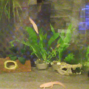 Another pic in the evening, with artificial lighting. (Tank is lit by ambient room lighting and a North-facing window that gets little or no direct su