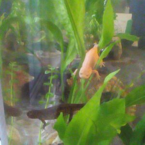 Newts Brownie and Finknottle hanging out in some plants.