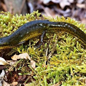 Eastern newt