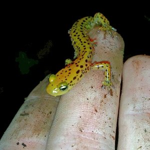 Longtail salamander