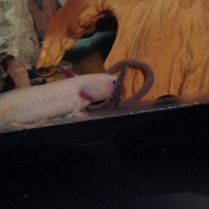 Vanilla eating a worm.