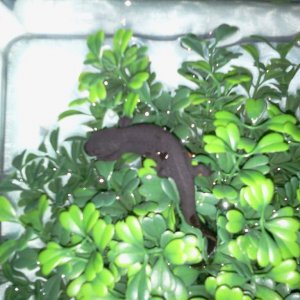 The newt.  He likes to sit on top of these plastic plants, out of the water.