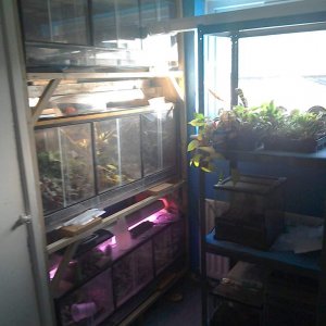 Dart frog room