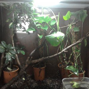 Golden tree frog viv