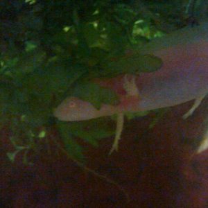 Albino in the watersprite