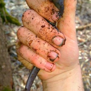 Giant maculatum