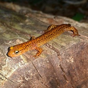 Longtail salamander