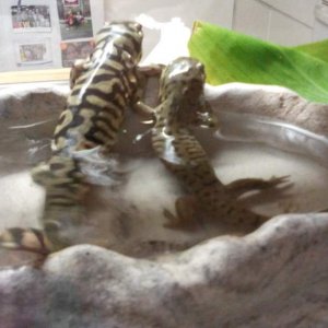 When we adopted them, we noticed the huge size difference. The previous owner let the crickets loose in the tank; guess who ate most of them : / I han