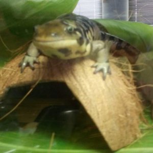 Cruzin on the rooftop of his Hawaiian Hide