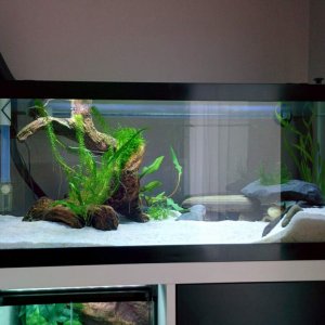 Axie Tank