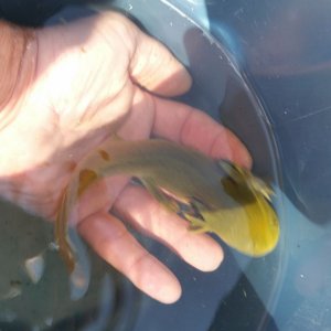 Sir Isaac Newton, freshly captured from a yard pond in Rawlins, WY, ~7,000 ft above sea level. I estimate it is 8 inches long Ambystoma Mavortium mela