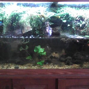 90g vivarium housing a pair of California rough skin newts (taricha granulosa), as well as assorted small fishes.