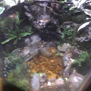 35 gallon hex tank, with waterfall and pond