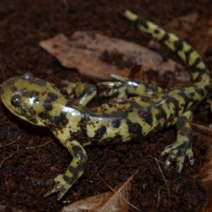 Salamander found inside Shaw Pipe Sept 15, 2015