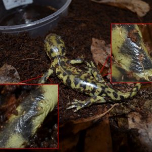 Salamander found inside Shaw Pipe, close-up of odd wrinkles.  Sept 15, 2015