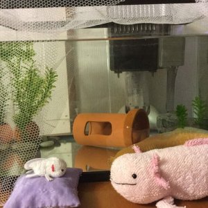 His tank, and stuffed animals in front. I know it's small, trying to upgrade it.