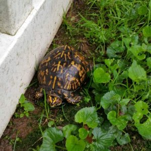 Eastern box turtle (my user picture, and I owned this male for a while before I found out that it was wrong)