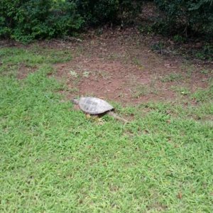 Common snapping turtle 2