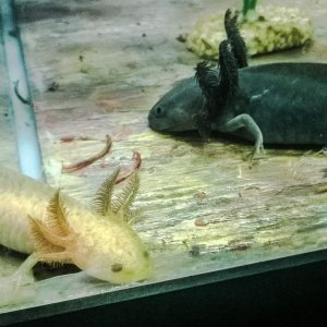 Astrid and Toothless noming on some bloodworms