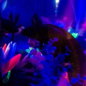 The new tank has.a lunar night setting. Toothless thinks his gills look fabulous in the dark!!