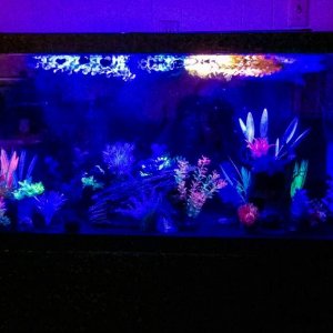 The tanks lunar leds