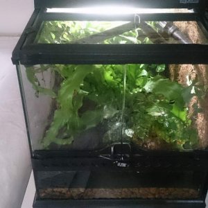 S.s. bernadezi vivarium