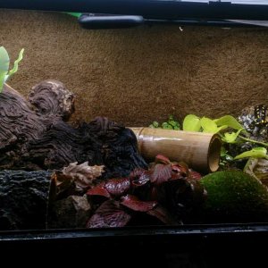 S. s. terrestris vivarium