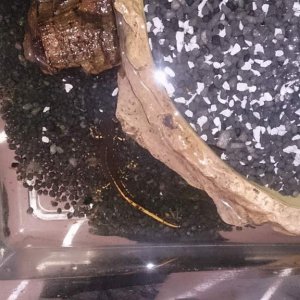 Japanese fire bellied newts