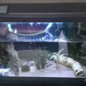 Axolotl tank