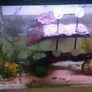 Pleurodeles tank