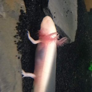 The gold eyed baby axolotl