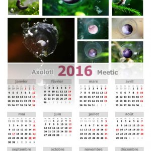 Calendrier 2016
Development axolotl embryos