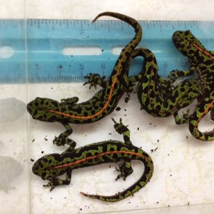 Triturus marmoratus juveniles, about 9 months post-metamorphosis. One is clearly male (orange stripe is thin and discontinuous).