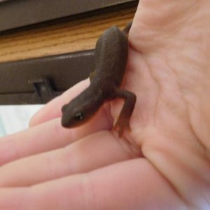 hARRISON, MY rOUGH-sKINNED nEWT