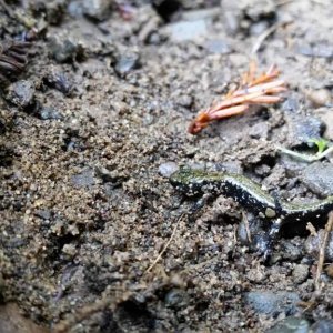 Aneides  flavipunctatus or vagrans under log