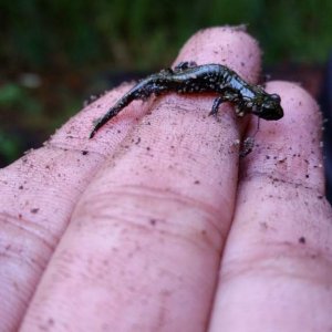 Aneides flavipunctatus or vagrans juvenile