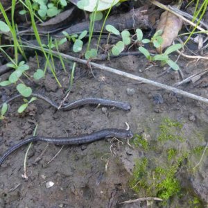 Two Slender Salamanders