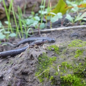 Slender Salamander Face