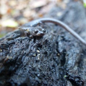 Slender Salamander in Oak Riparian Habitat