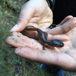 oregon ensatina 2