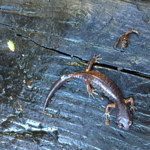 oregon ensatina secreting