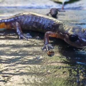 oregon ensatina side view