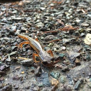 thin oregon ensatina