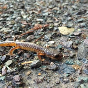 thin oregon ensatina side view