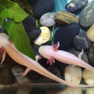 Size difference of a 1.5 year old and 6 month old axolotl.