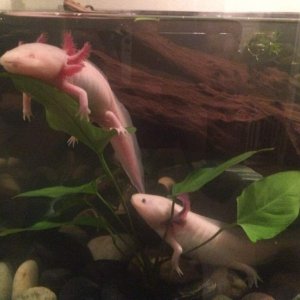 Ruto relaxing on a live plant in their new tank, Christmas 2015