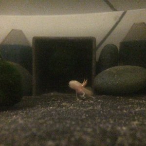 Pinky exploring