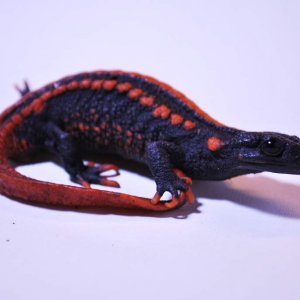 Tylototriton yangi Female 2